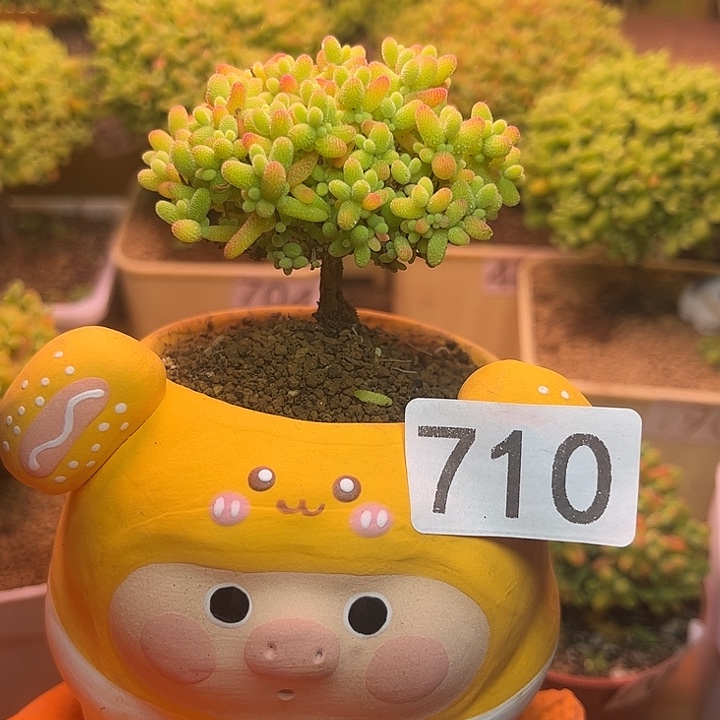 无花朵710蜜桔糖球