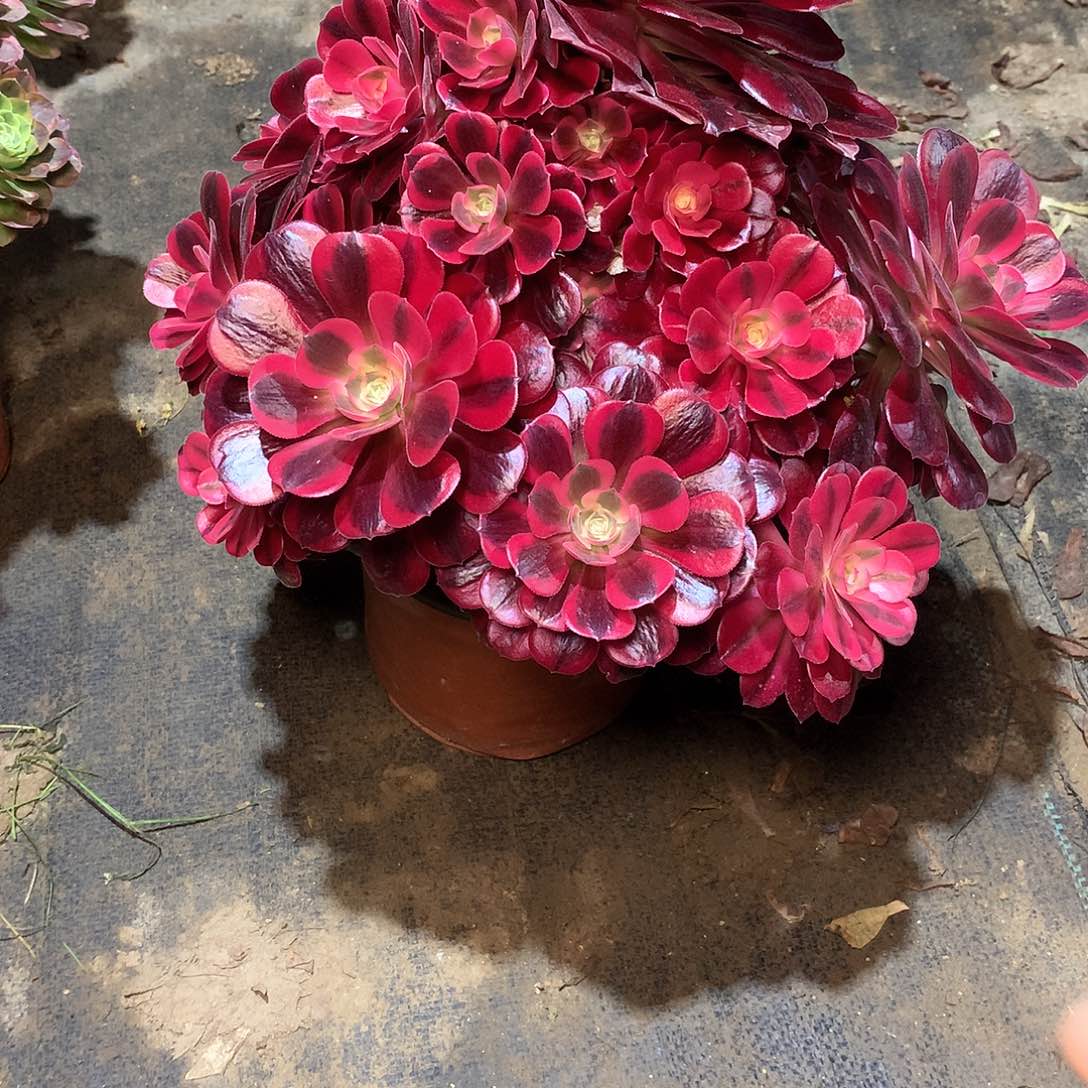 关***宝多肉多肉多肉多肉153