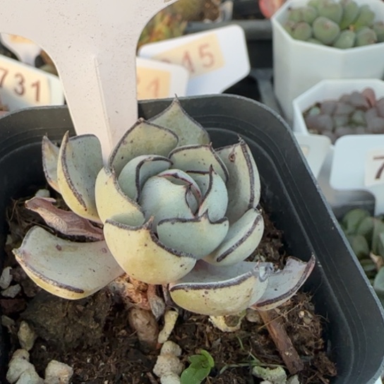 598诺娃一物一拍多肉