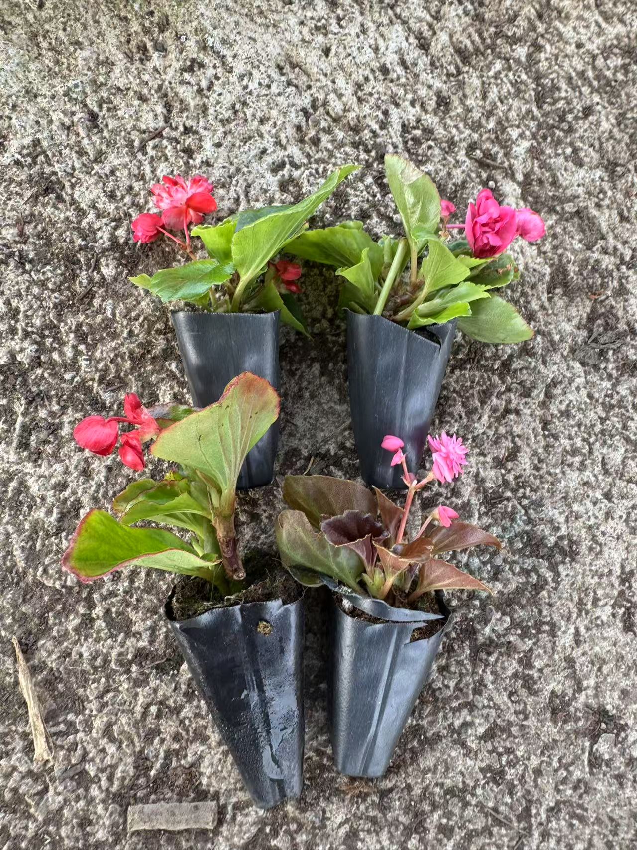【不带花苞】重瓣球球小苗三颗三色 大部分带花苞【介意小勿拍】