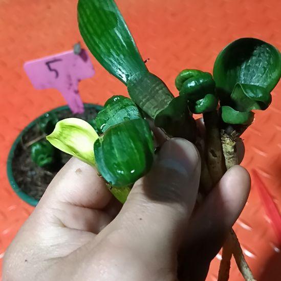 君子兰小苗君子兰小苗