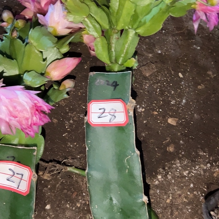 山***雪，28号带盆2224嫁接苗