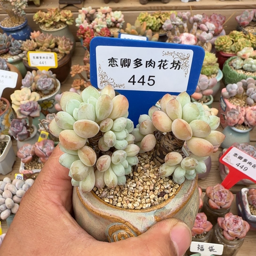 445玉如意老桩无砍多头