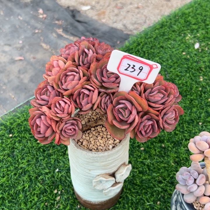 南***南A239老桩秀妍一物一拍58