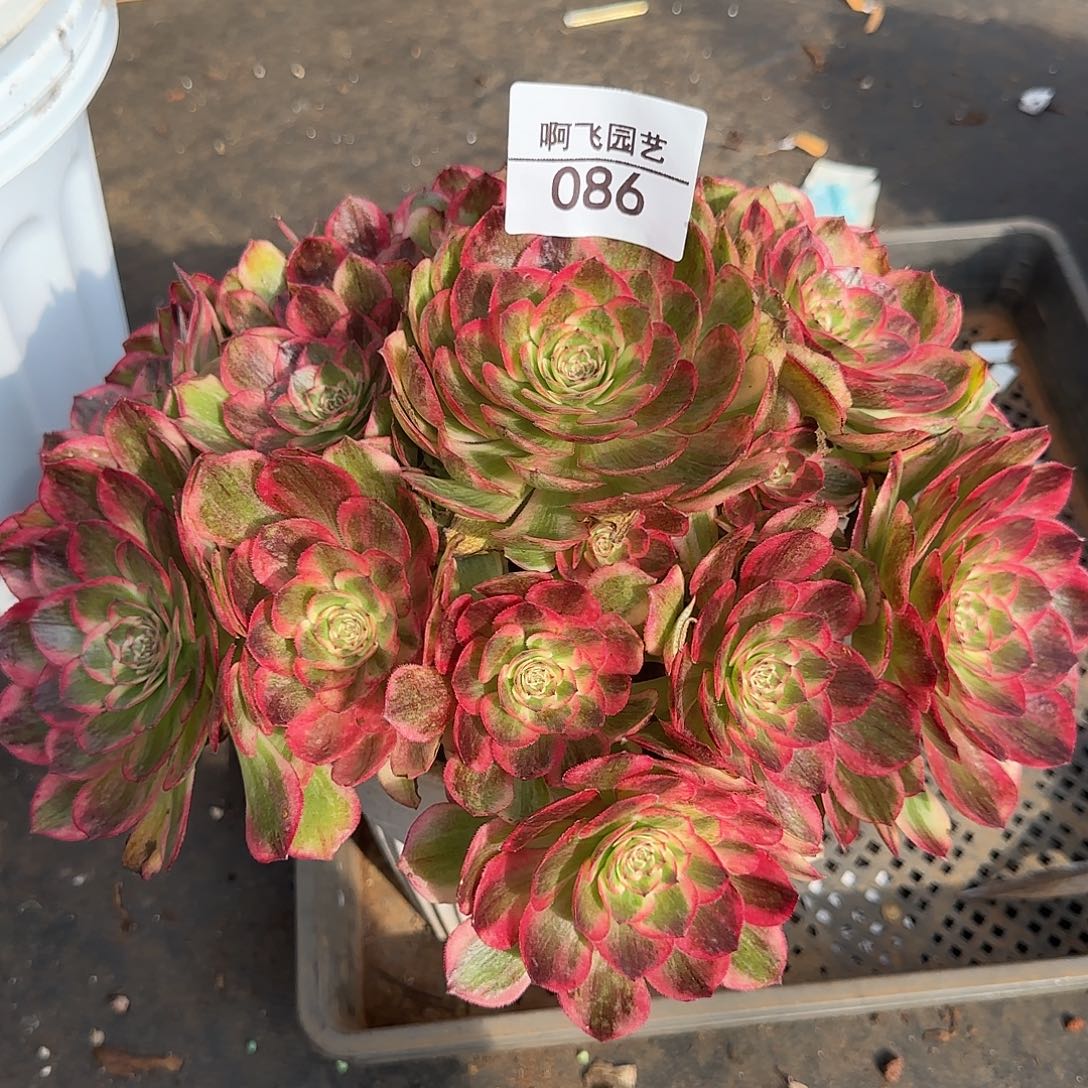 086多肉  赤子心福利 有瑕疵