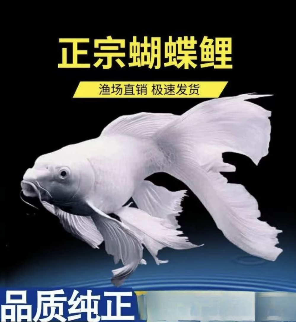 精品蝴蝶鲤15-18白球白短渔场直发蝴蝶鲤鱼混养群养顺丰包邮