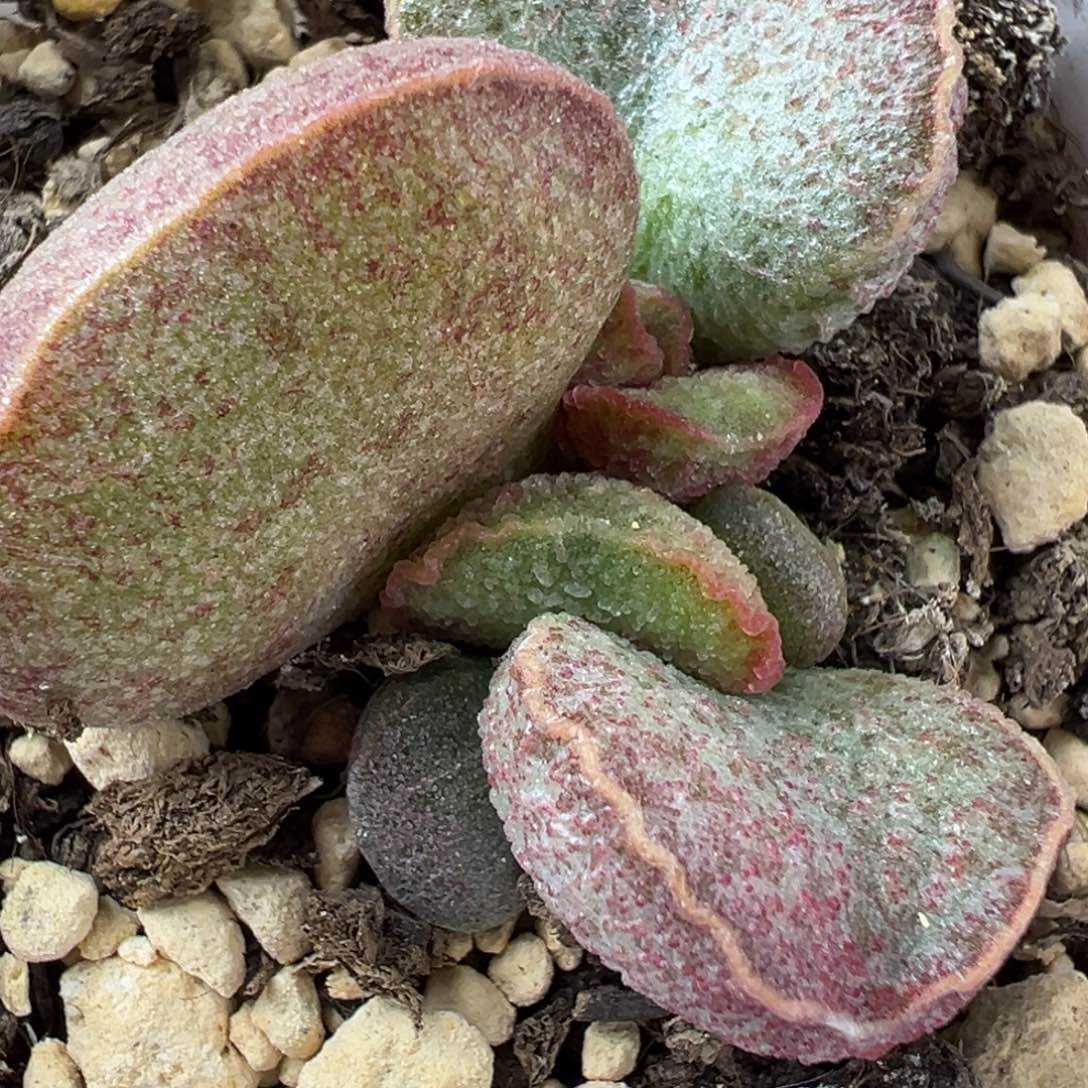 实生新品多肉植物水泡