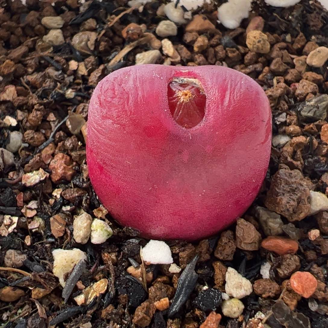 552多肉植物组合