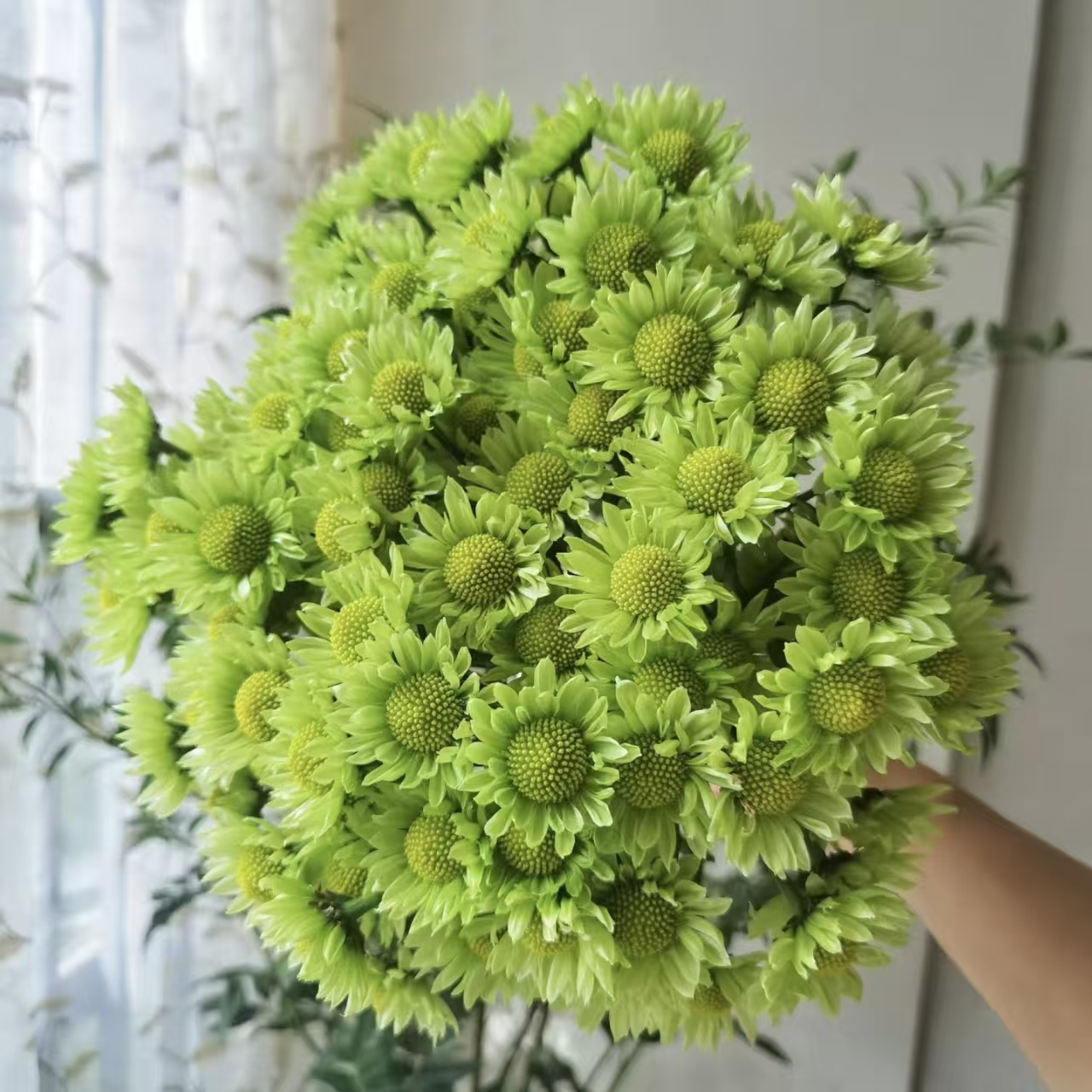 【黄梦宇】绿精灵小菊 全场鲜花任意满两单及以上包邮送货上门