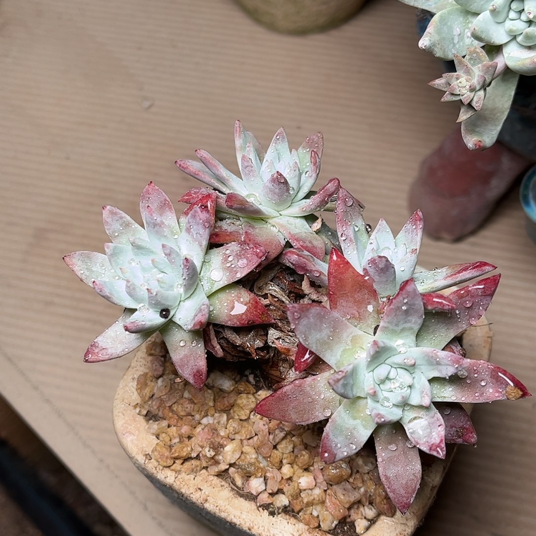 白雪2786多肉哈哈哈