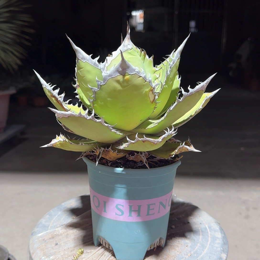 黑火焰仁王冠龙舌兰