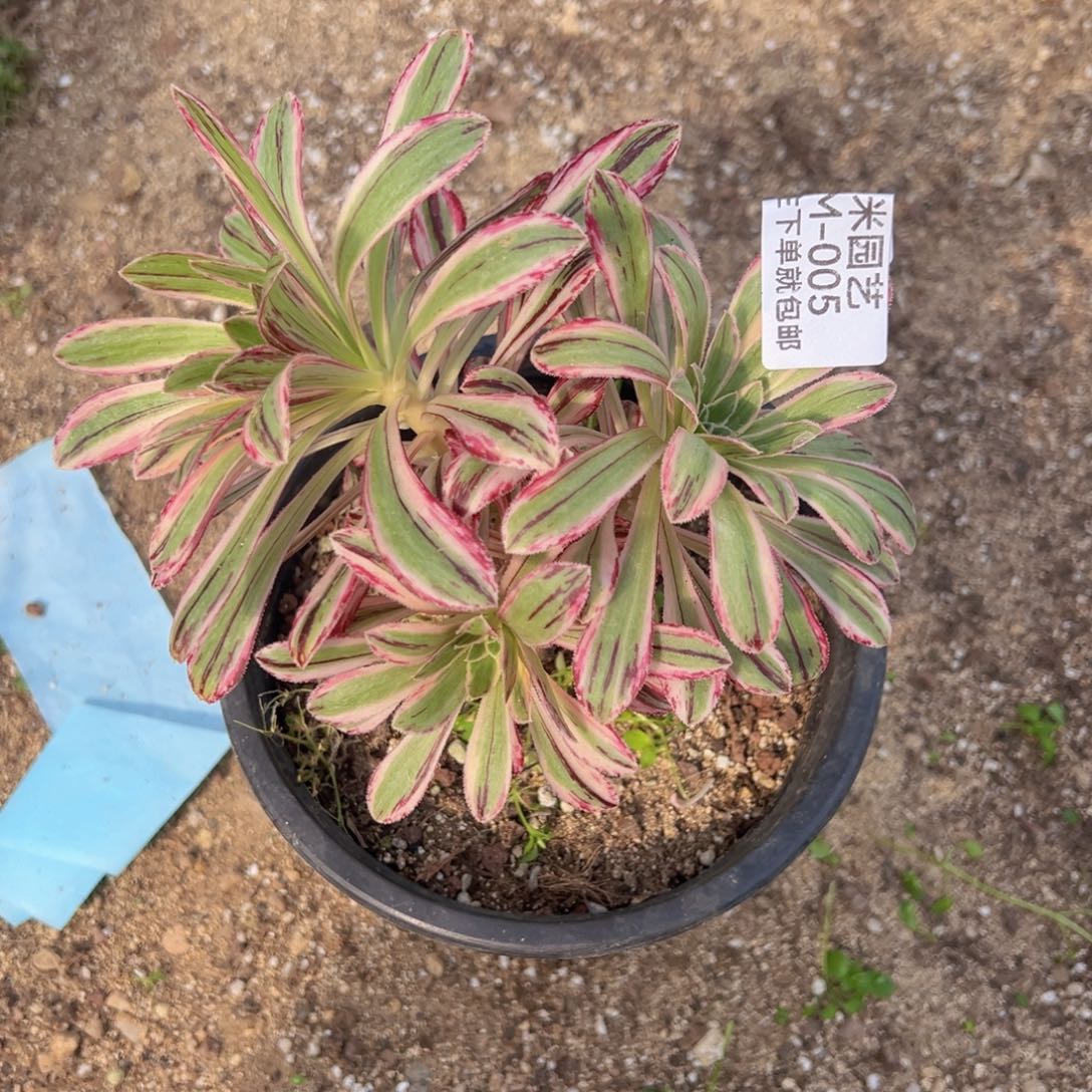 v锦锦多肉植物005