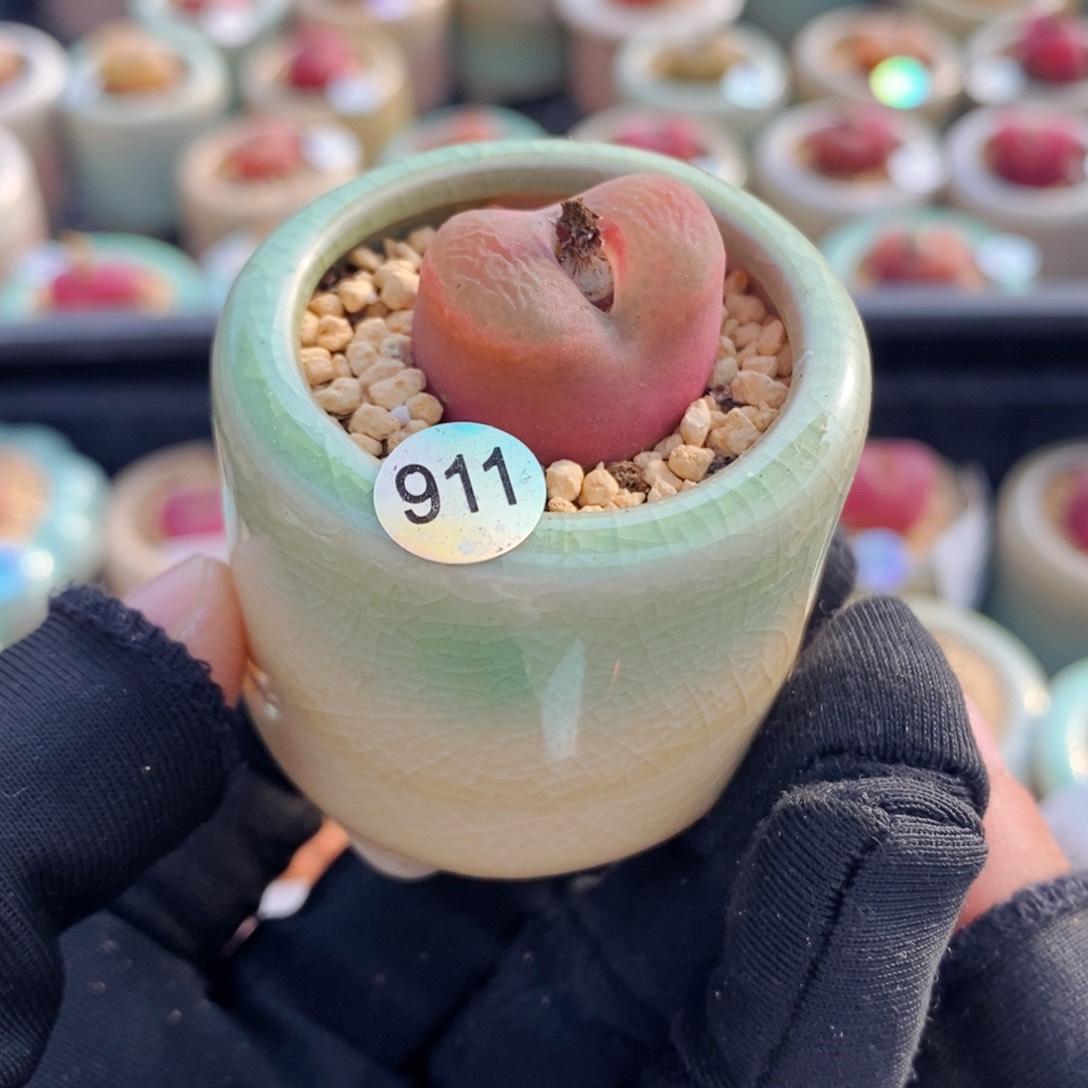 5988--一物一拍 带盆