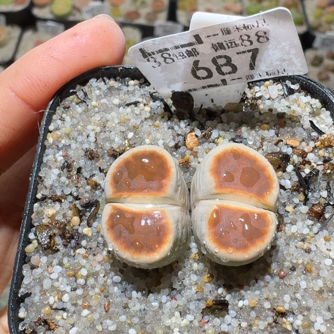 Sss精品生石花 687