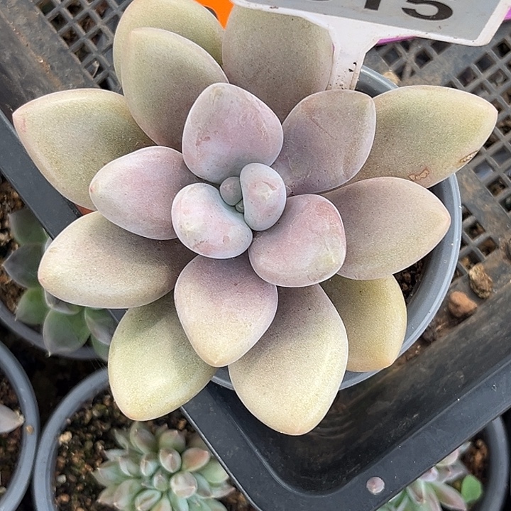 多肉植物原始虞美人615