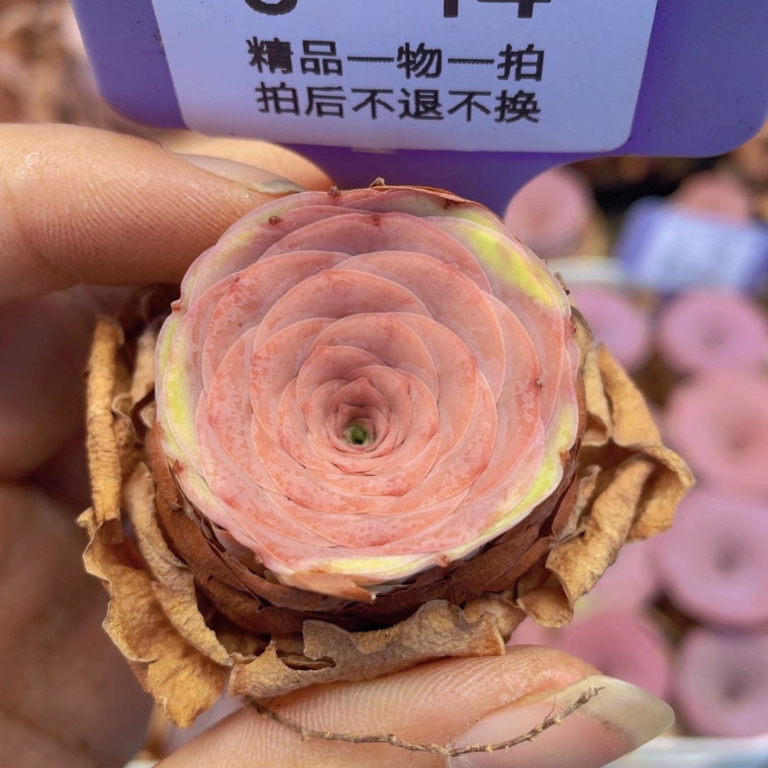 山地玫瑰J14满38包邮裸根发货