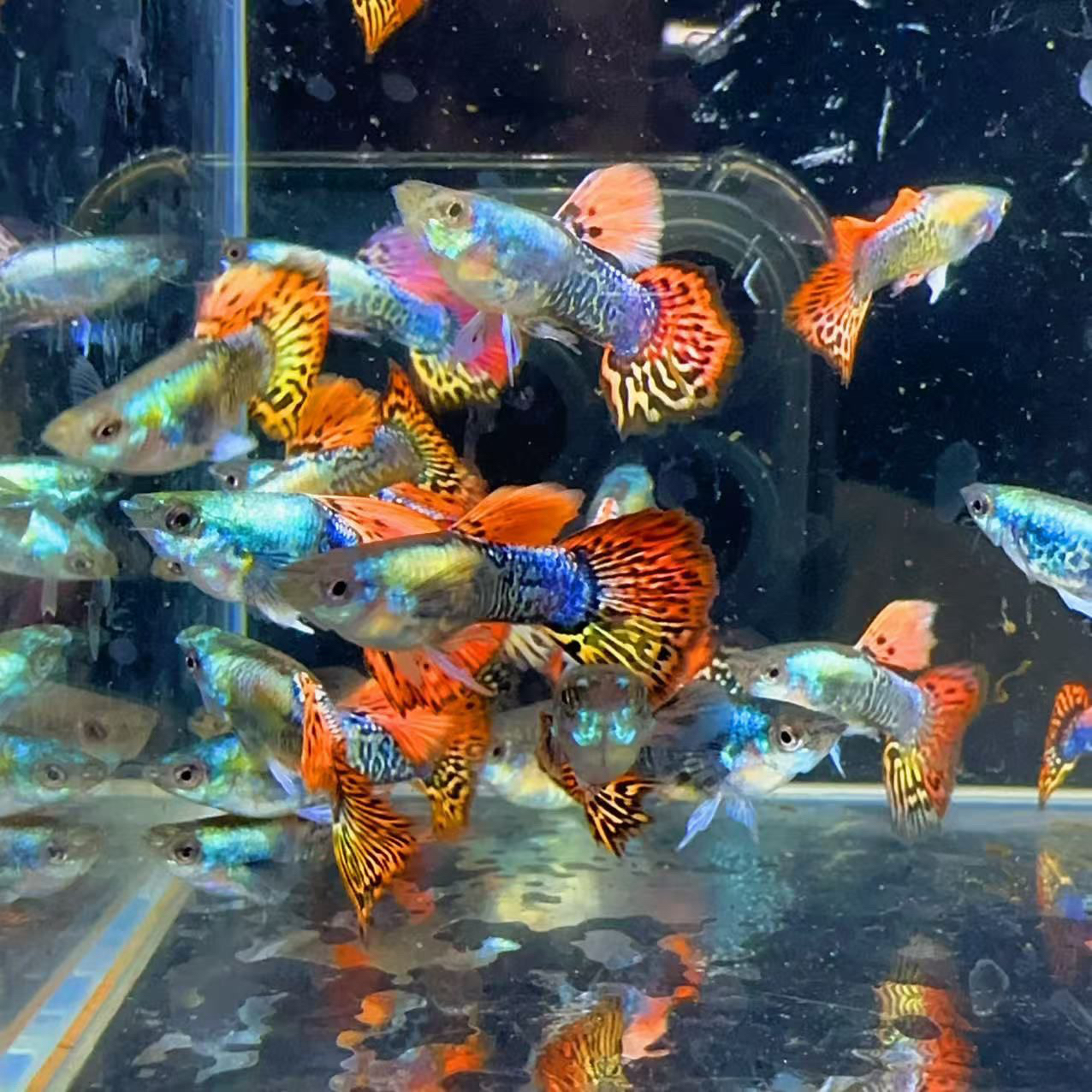 嘎嘎亮七彩龙鳞（球体基因）