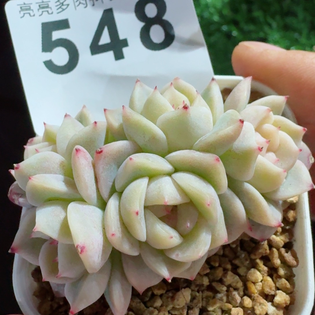 甜心白底群生         精品多肉