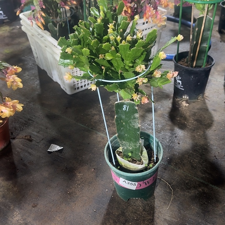 开***心大部分开放少量花苞355嫁接081