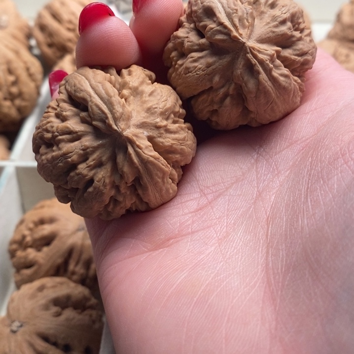 黑***磊霸王龙全品无修一刀没动