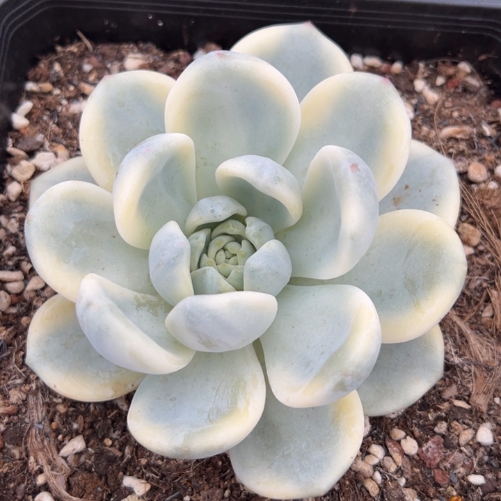 望舒锦一物一拍锦龙