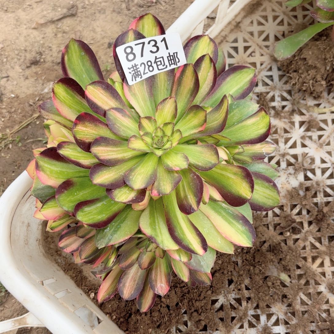 A. 8731七彩拉丝多肉