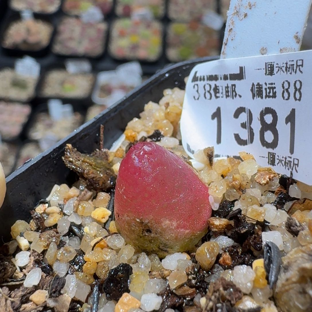 蜜***果zzzz生石花肉锥1381