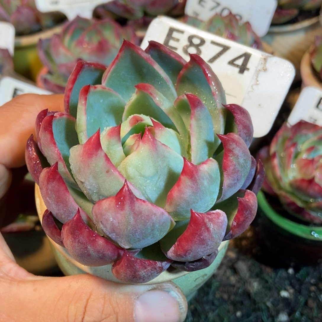 惊鸿一瞥874号楼多肉