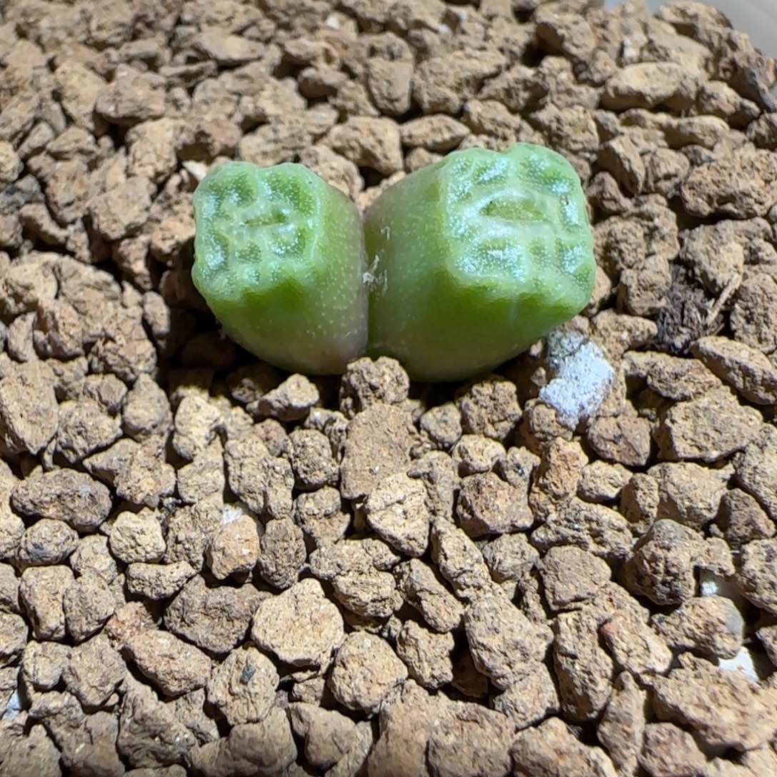 肉锥多肉植物组合-方烧1466