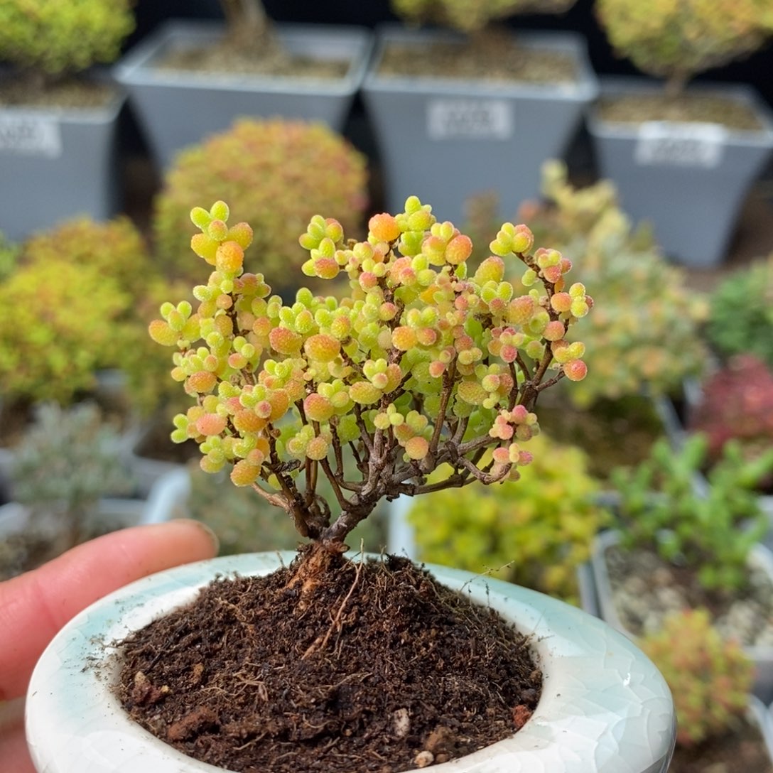 凌***人0394蜜橘糖球 。       