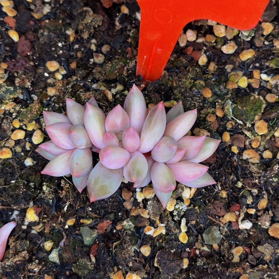 2444号晚上多肉植物群生