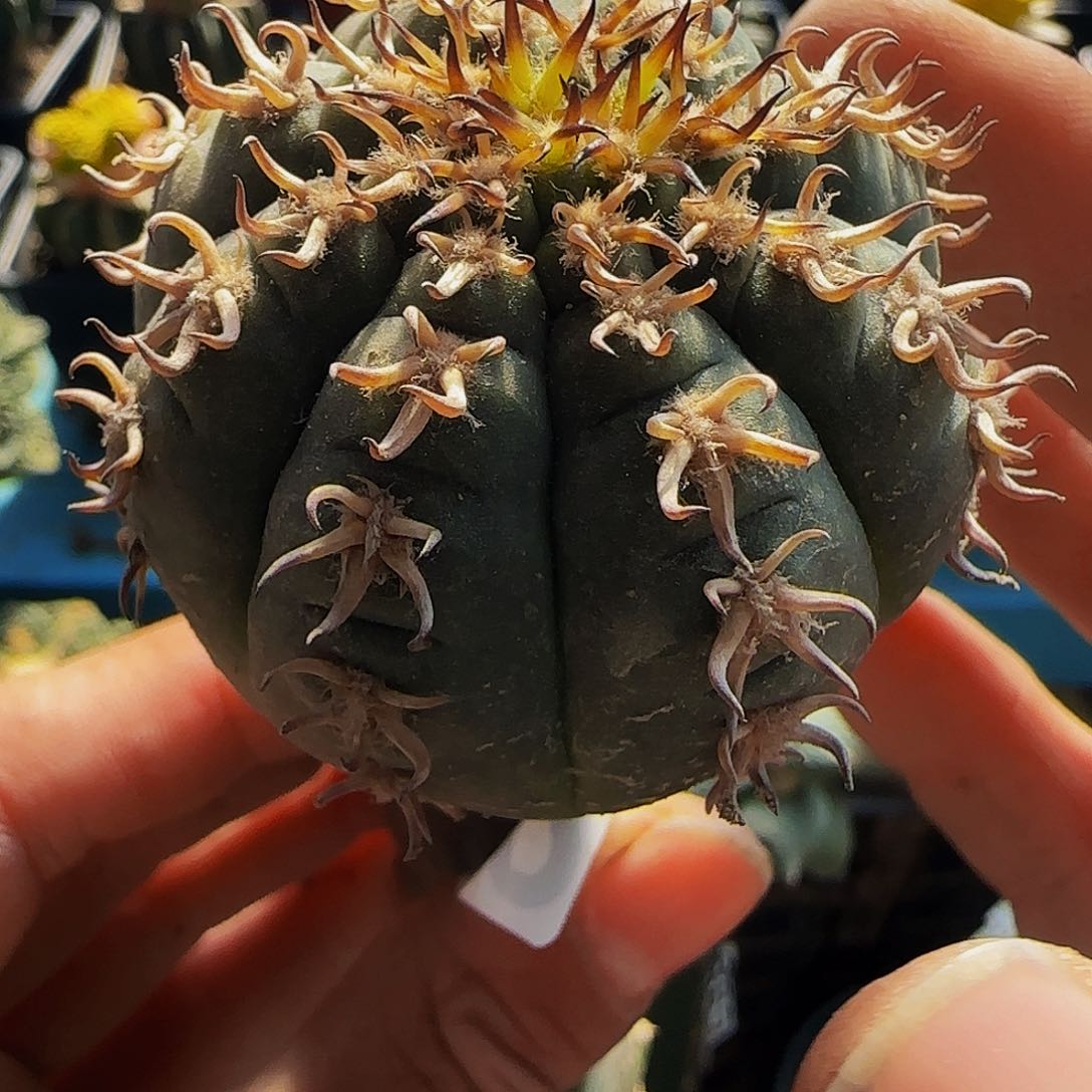 猫爪062仙人球开花