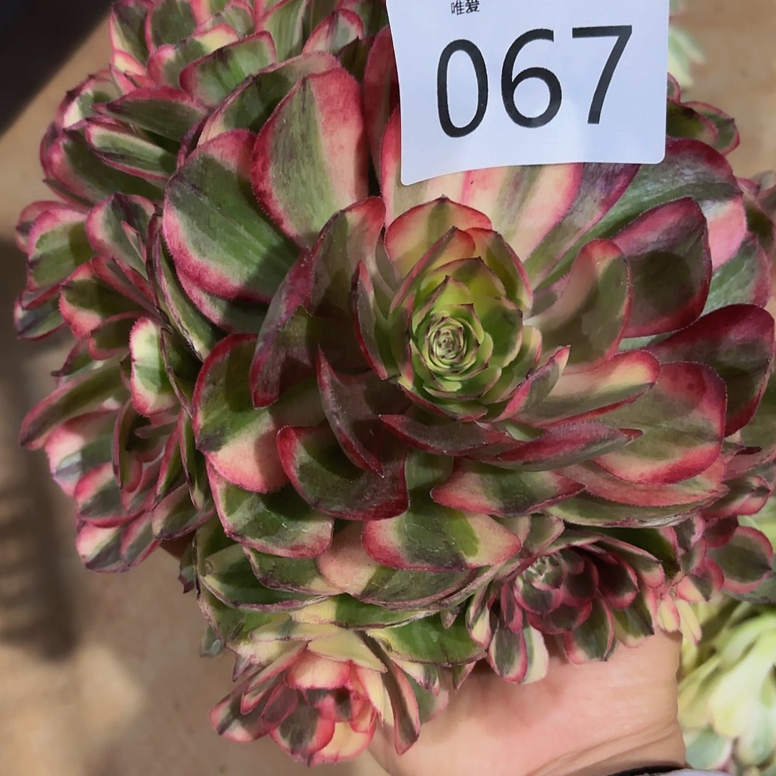 多肉植物福利来067