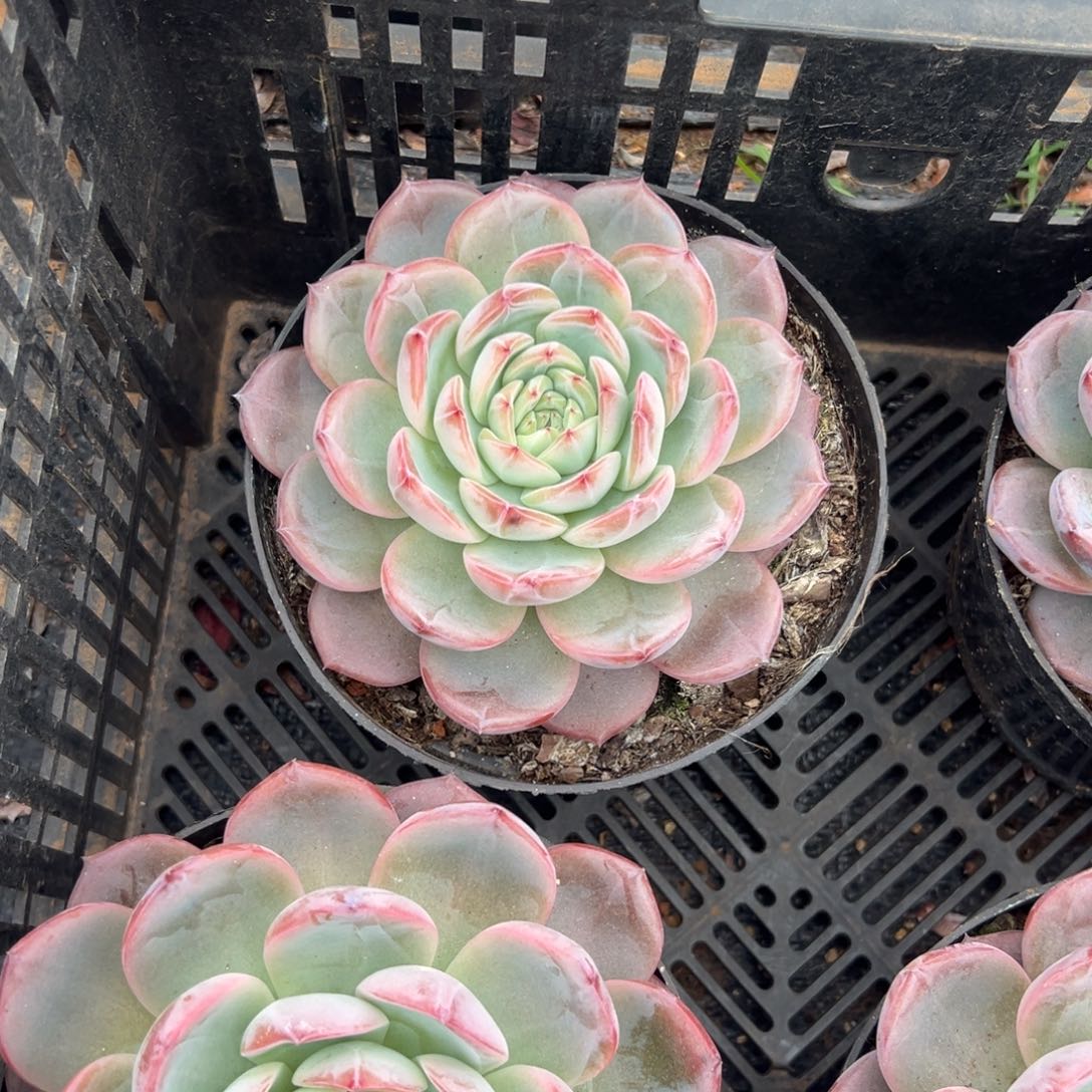 多肉大单头红鸾【非偏远满18包邮】