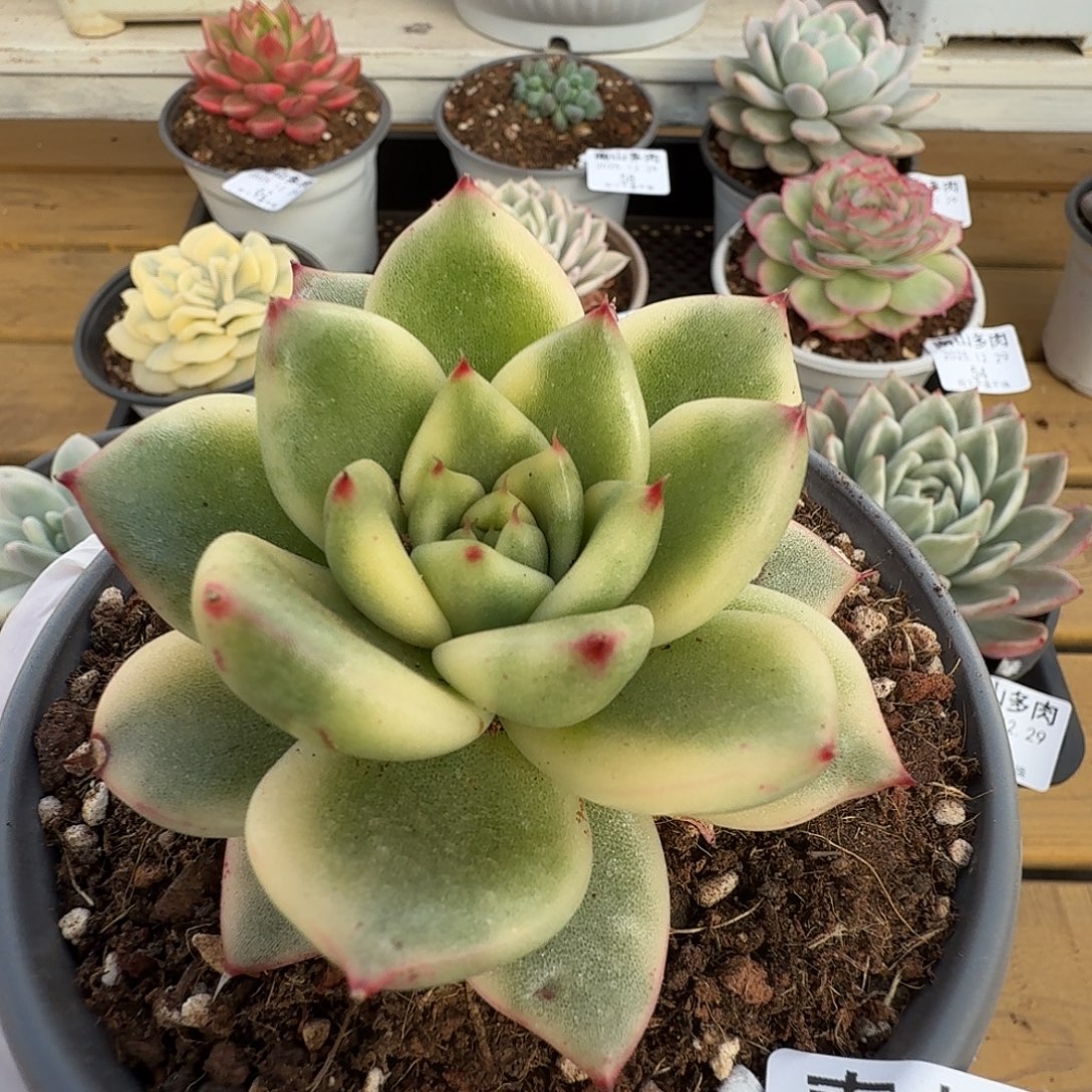 冬云锦11122929-56