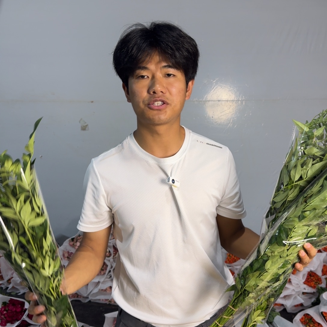 九星叶3扎包邮价秒杀