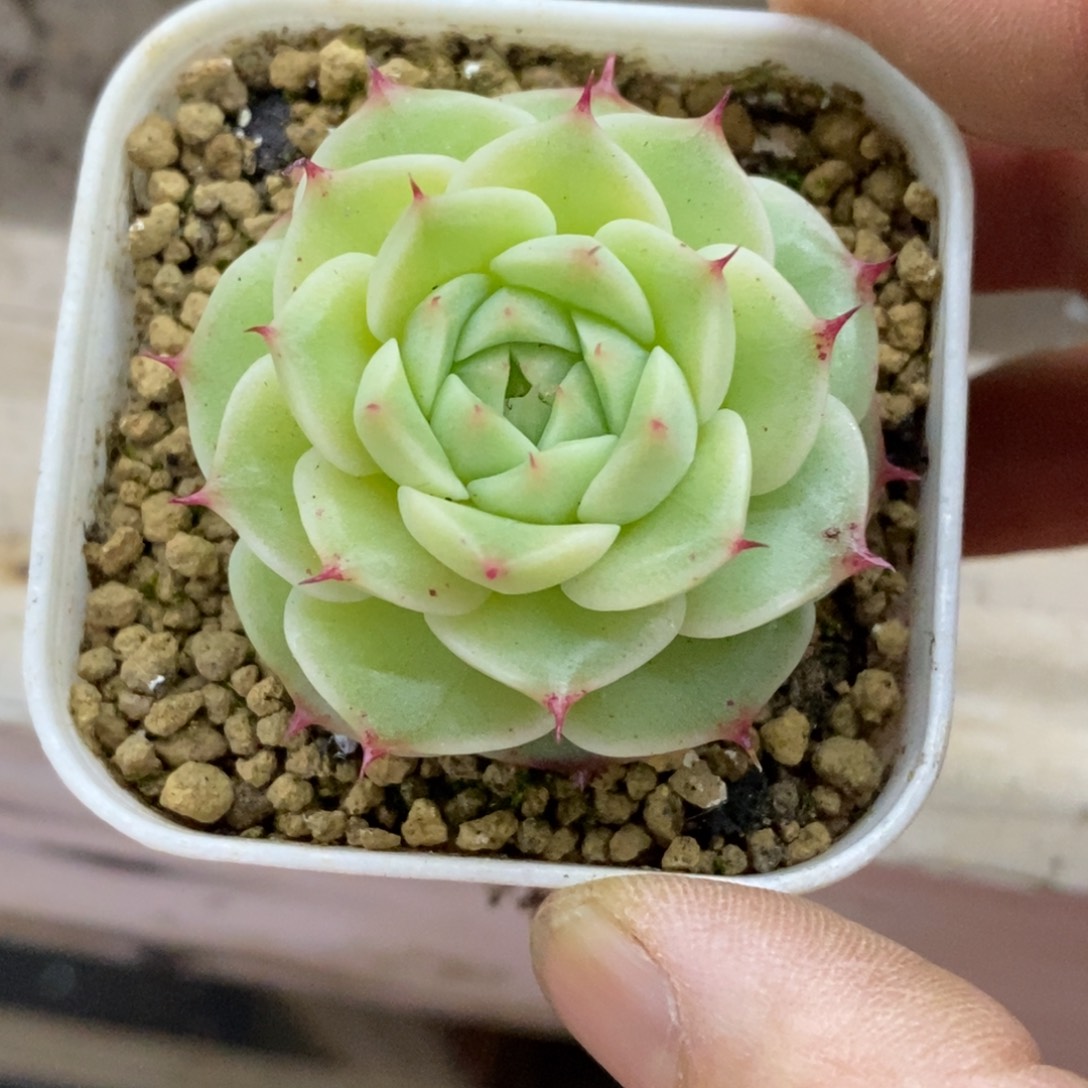 精品多肉一物一拍不包整31