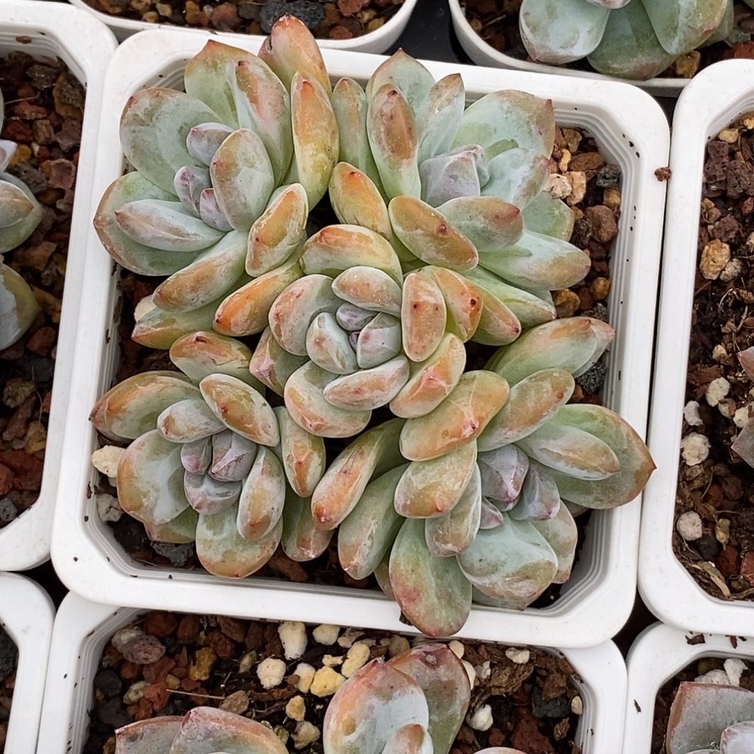 星影30包邮非偏远