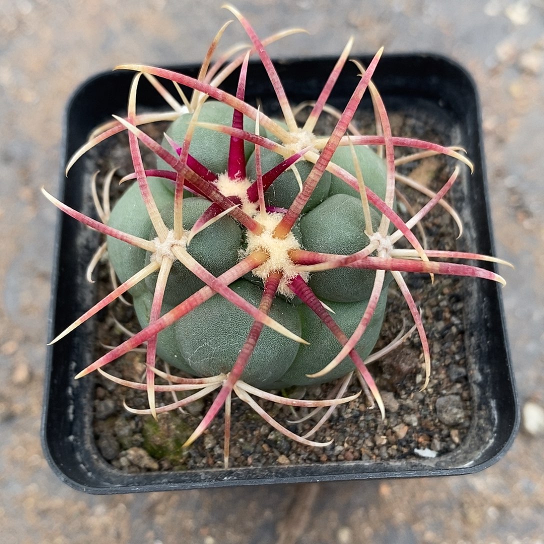 实生  高木绯冠龙3公分左右一物一拍