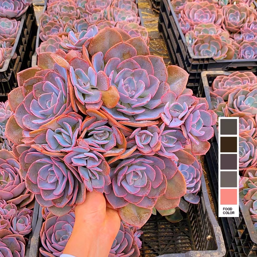 大群生尘埃玫瑰 脱土发 多肉植物【满15包邮】紫红 稀有