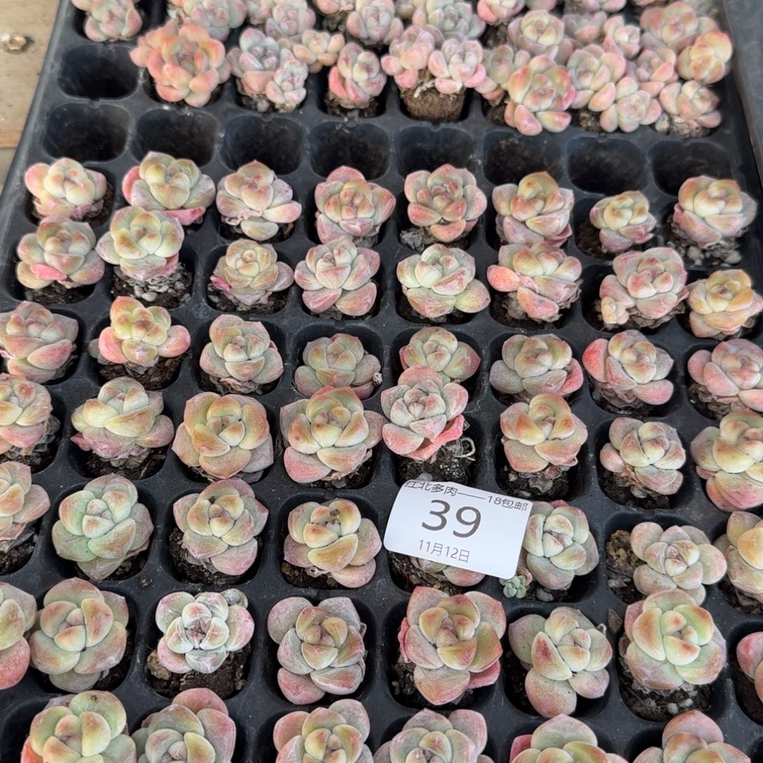 39号到手7颗，红玉
