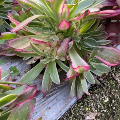 536海王满25包邮多肉