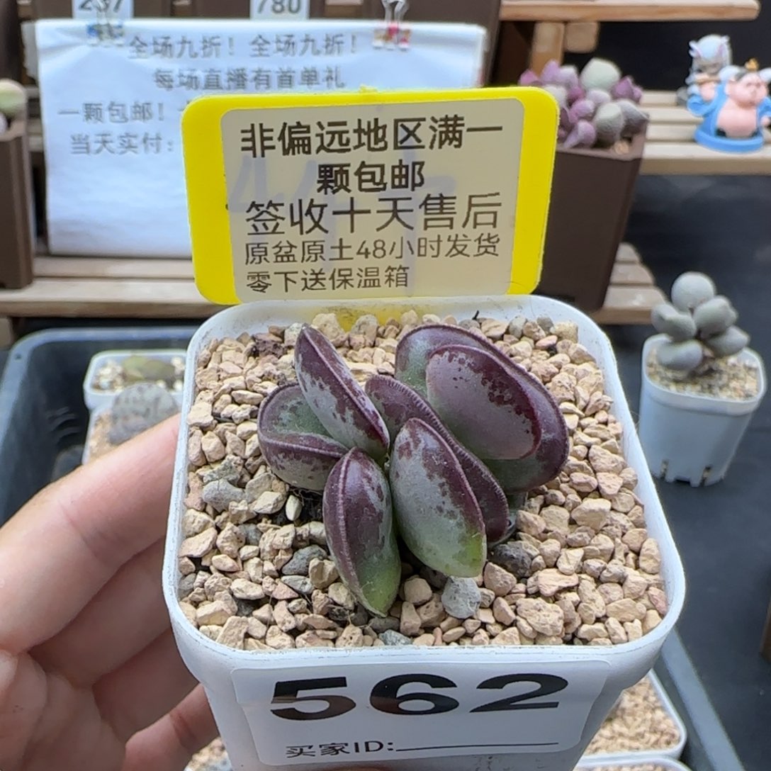 562爱心多肉植物