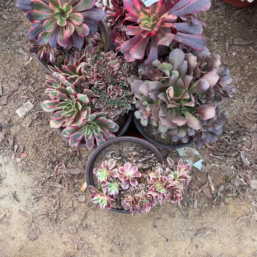 300五颗组合多肉植物法师