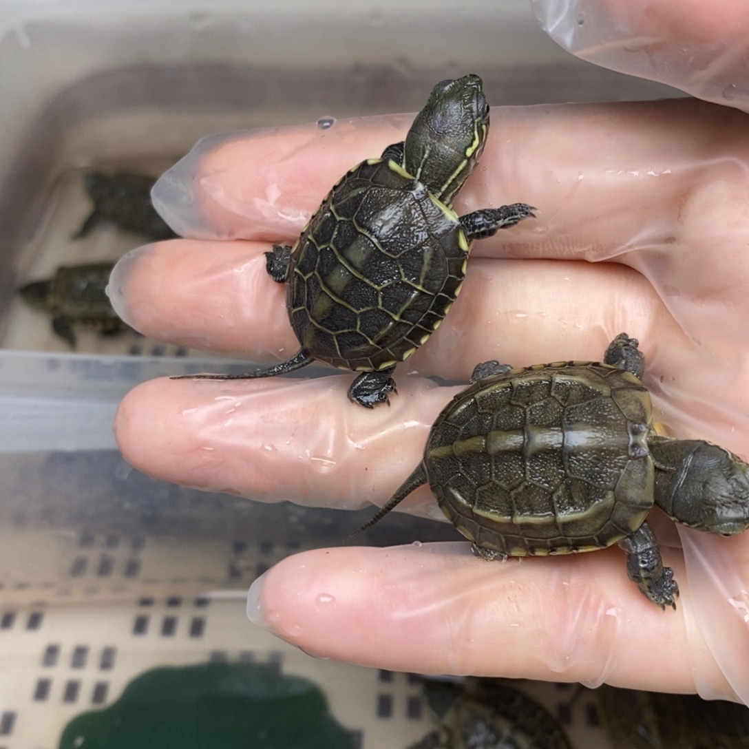 心***你母绿毛龟128两只黄肉