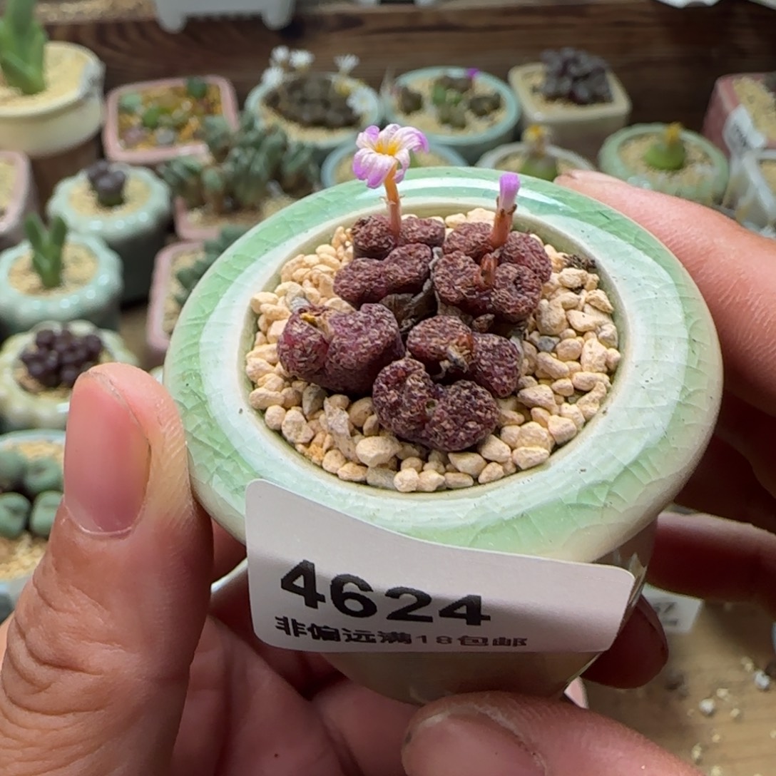 4624-一物一拍 带盆