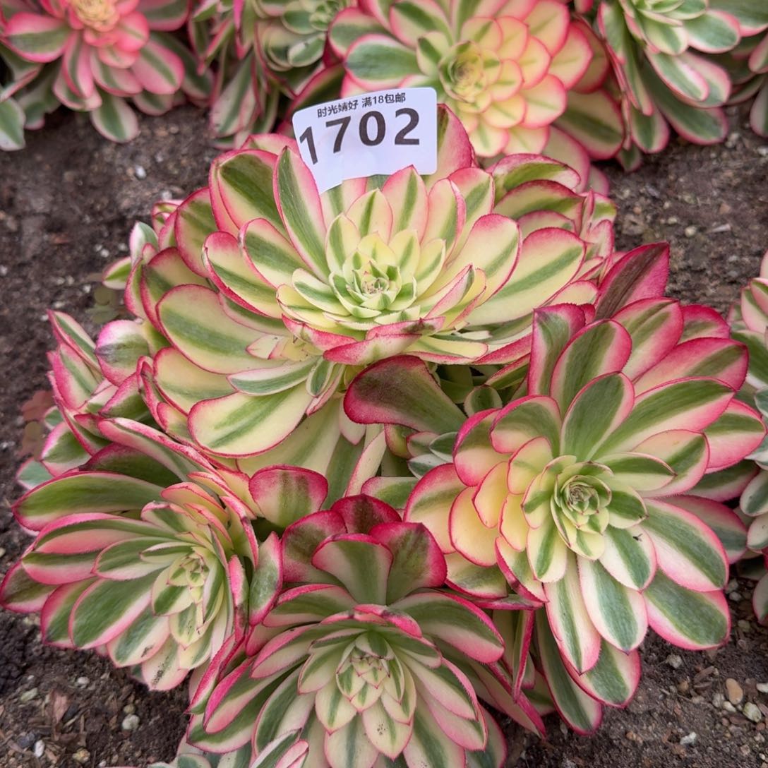 1702荔枝。多肉植物