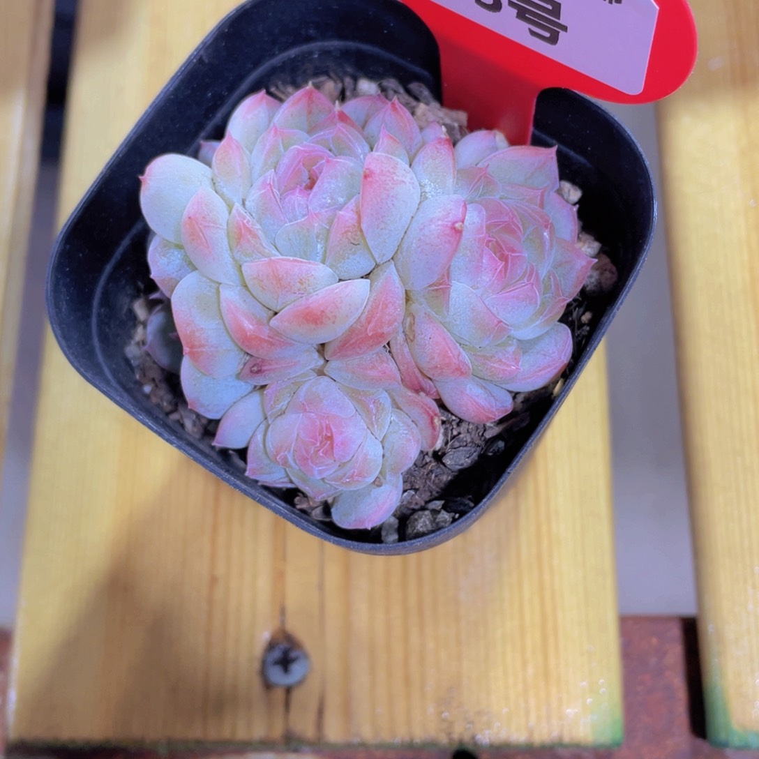 963号 糖心白桃汽水多头群