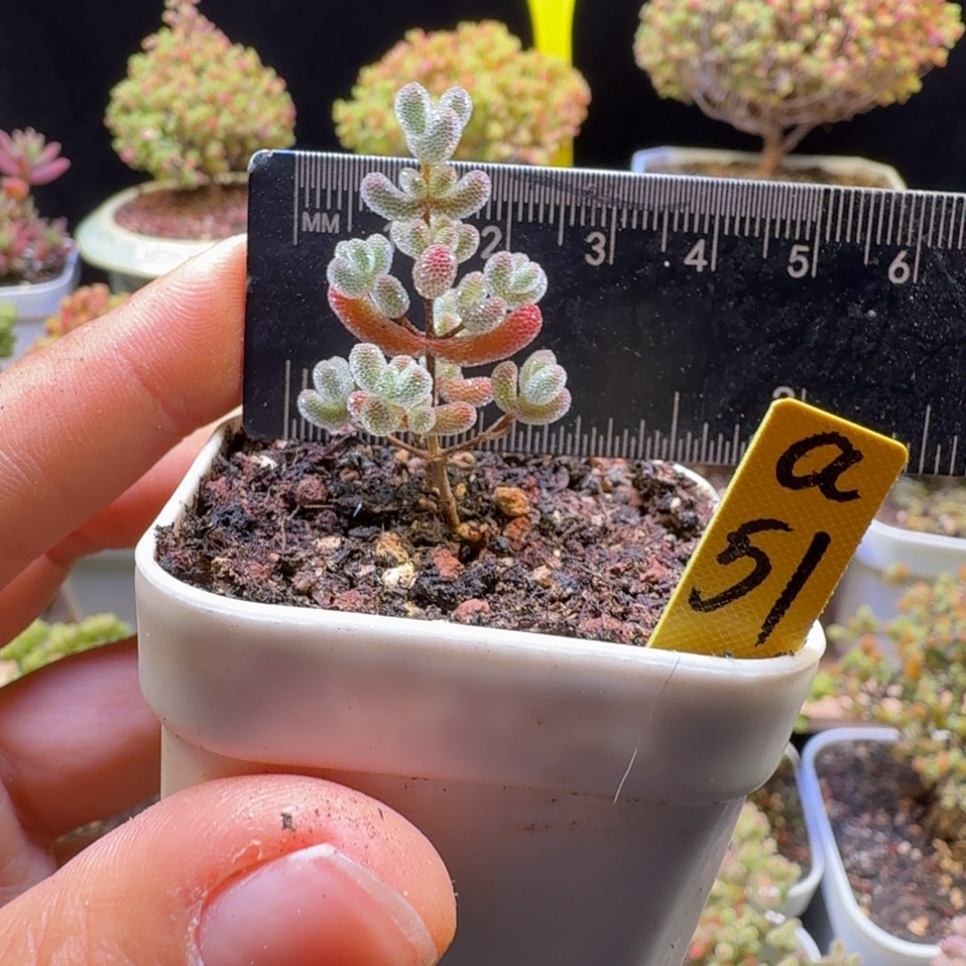 a51号实生冰晶冠服2厘米左右