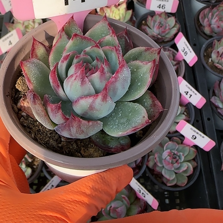 14惊鸿仙子多肉植物6-9cm
